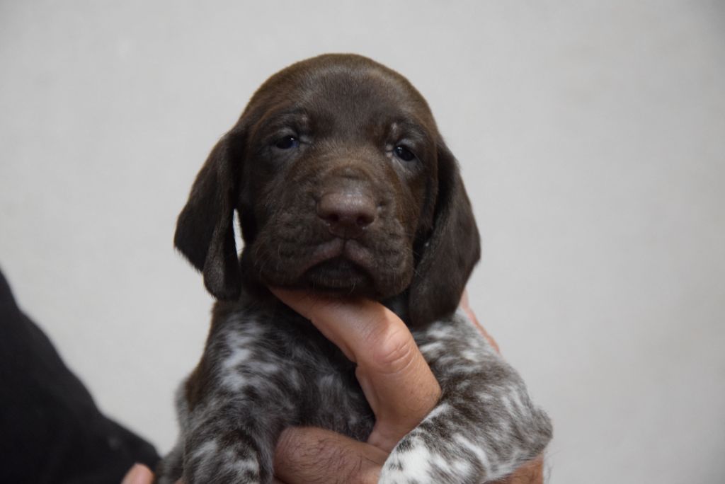 du Bois Feuraz - Chiots disponibles - Braque allemand à poil court