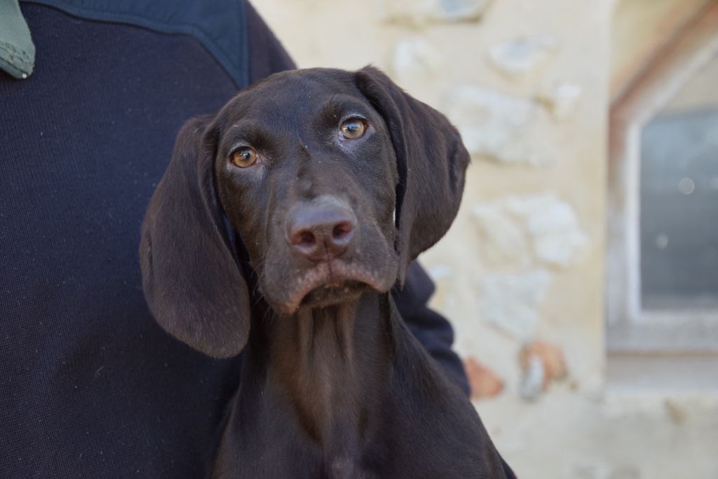 du Bois Feuraz - Chiots disponibles - Braque allemand à poil court