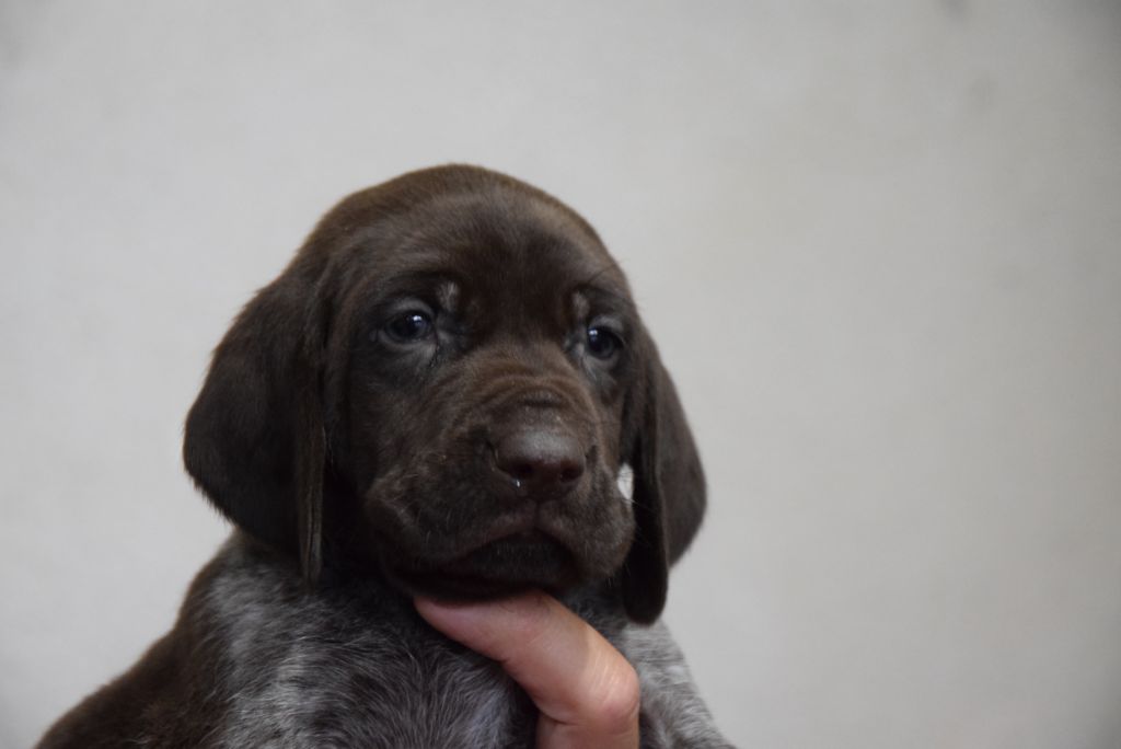 du Bois Feuraz - Chiots disponibles - Braque allemand à poil court