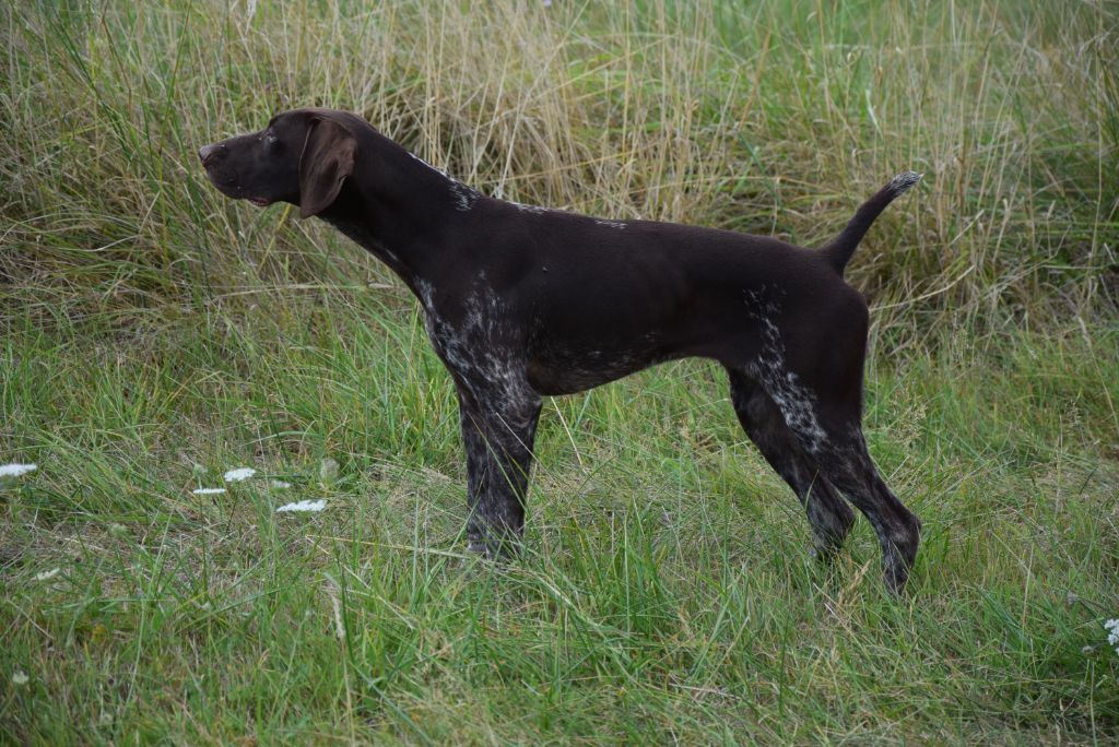 du Bois Feuraz - Chiots disponibles - Braque allemand à poil court