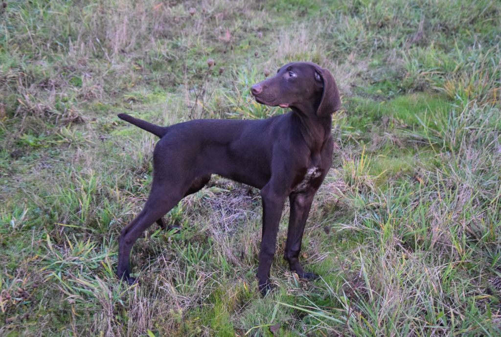 du Bois Feuraz - Chiots disponibles - Braque allemand à poil court