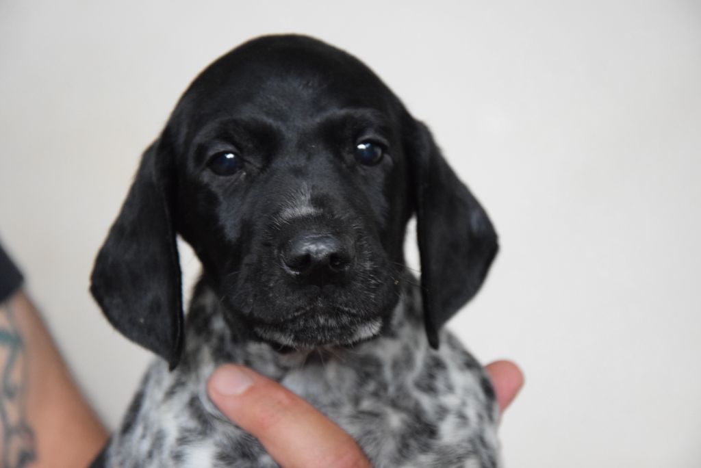 du Bois Feuraz - Chiots disponibles - Braque allemand à poil court