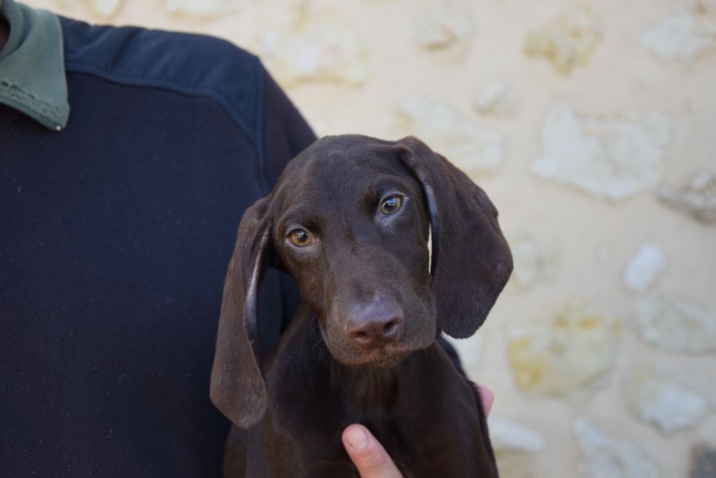 du Bois Feuraz - Chiots disponibles - Braque allemand à poil court
