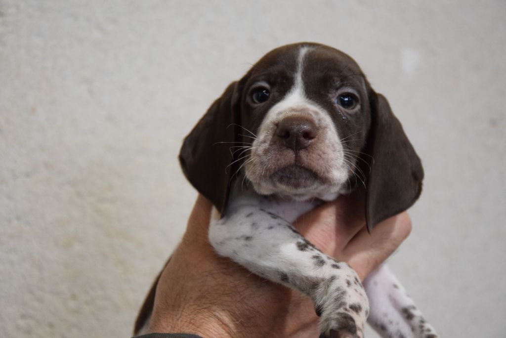 du Bois Feuraz - Chiots disponibles - Braque français, type Pyrenees (petite taille)