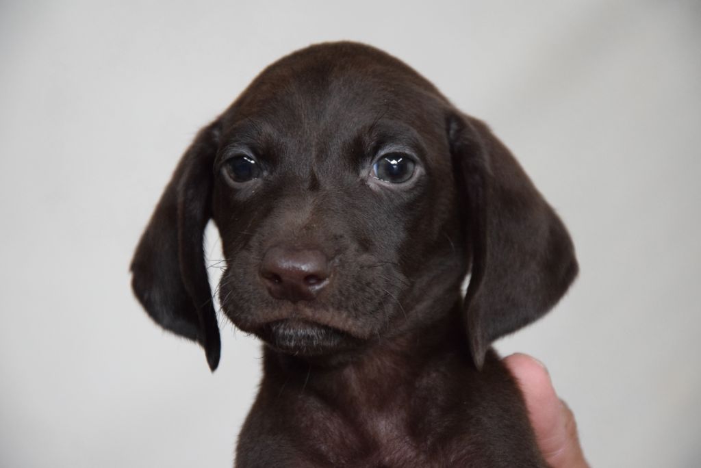 du Bois Feuraz - Chiots disponibles - Braque allemand à poil court