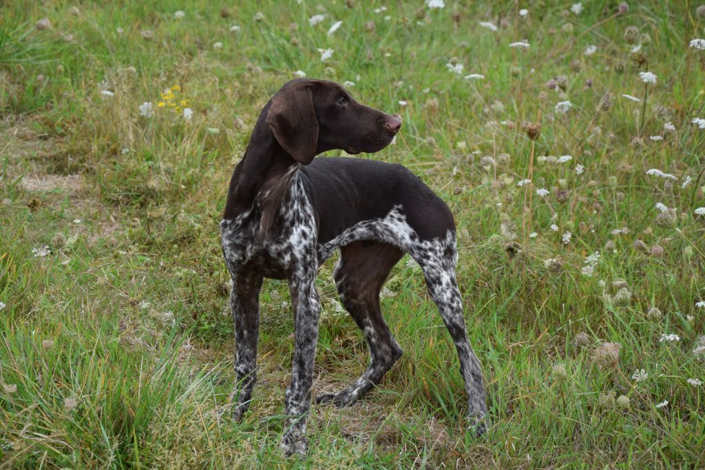 du Bois Feuraz - Chiots disponibles - Braque allemand à poil court