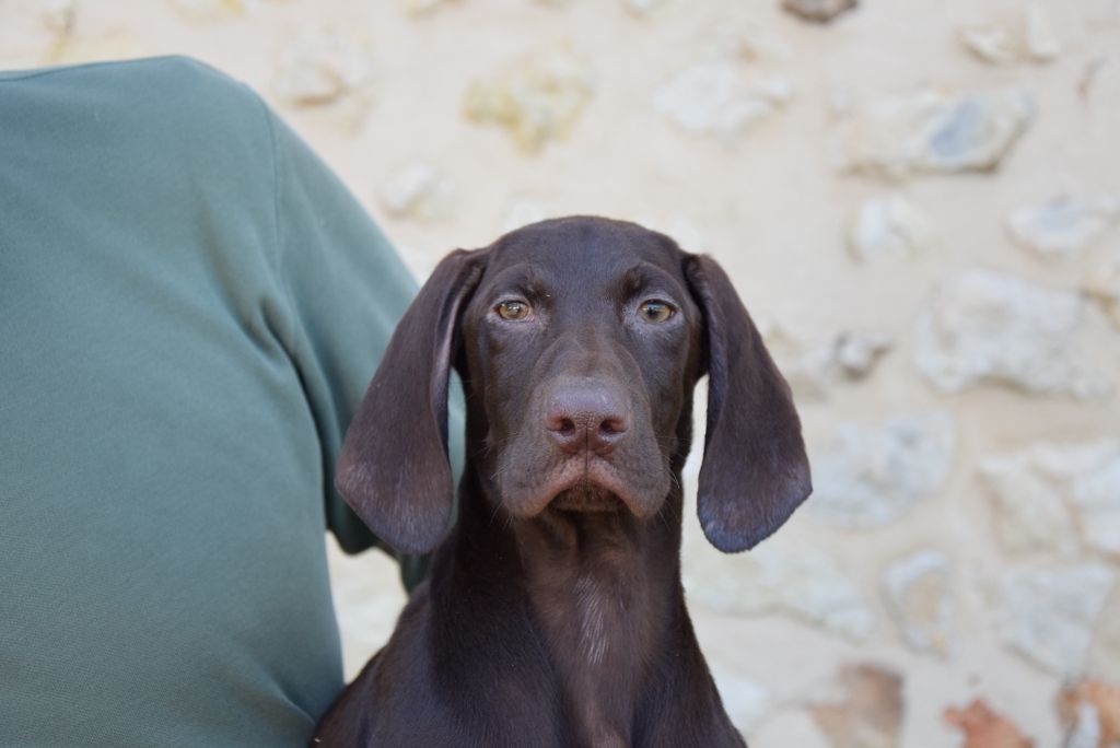 du Bois Feuraz - Chiots disponibles - Braque allemand à poil court