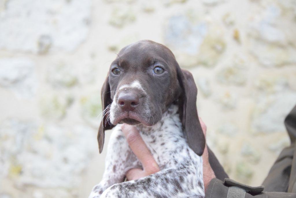 du Bois Feuraz - Chiots disponibles - Braque allemand à poil court