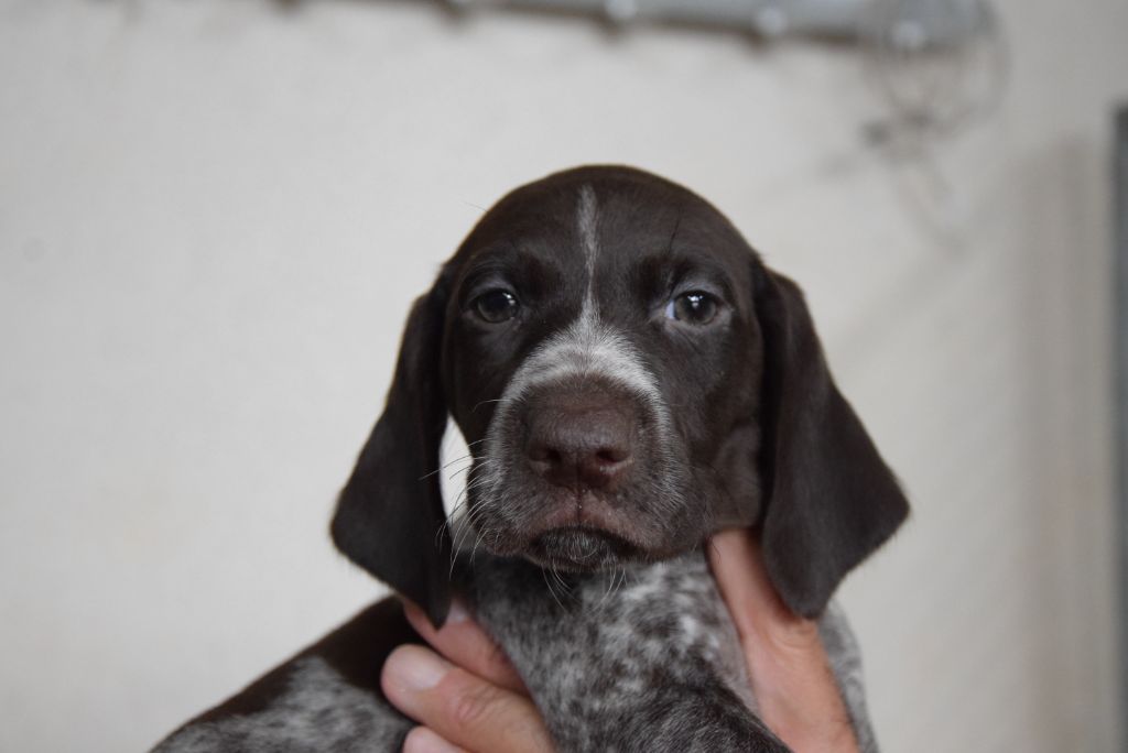du Bois Feuraz - Chiots disponibles - Braque allemand à poil court
