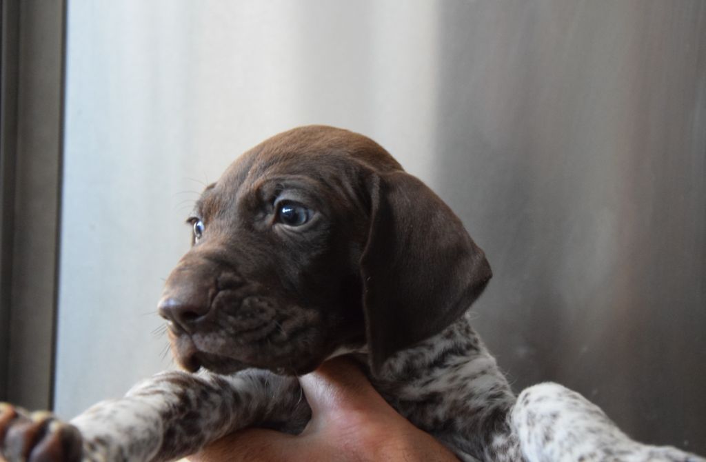 du Bois Feuraz - Chiots disponibles - Braque allemand à poil court