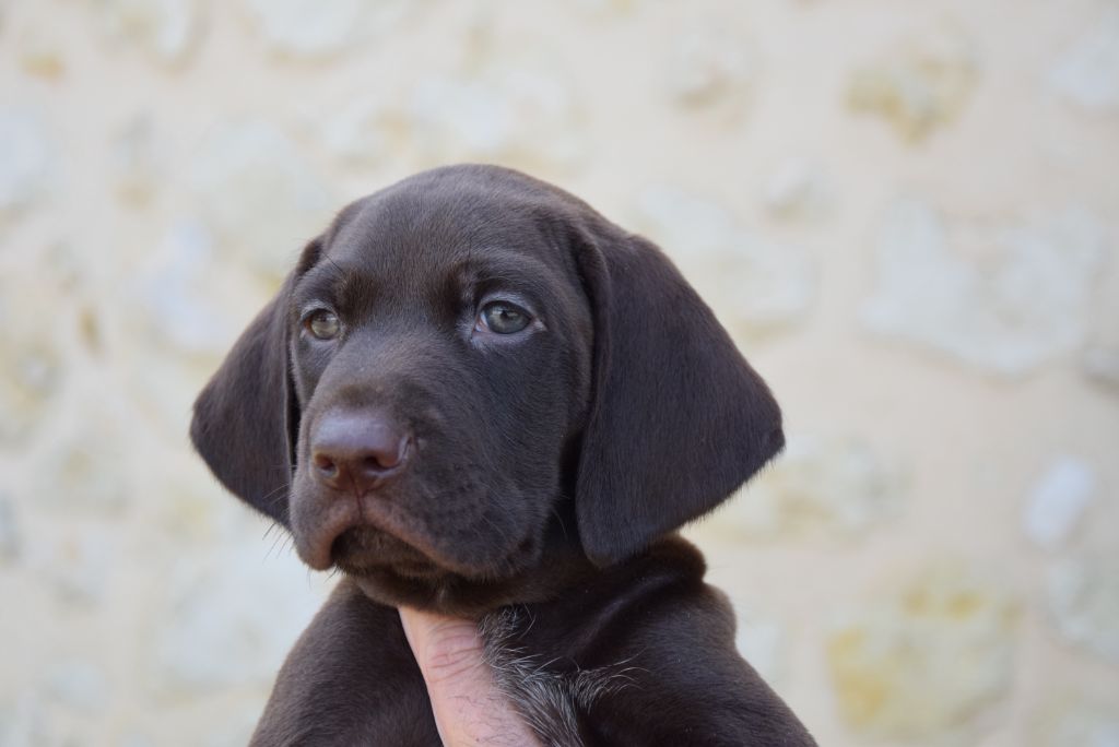 du Bois Feuraz - Chiots disponibles - Braque allemand à poil court