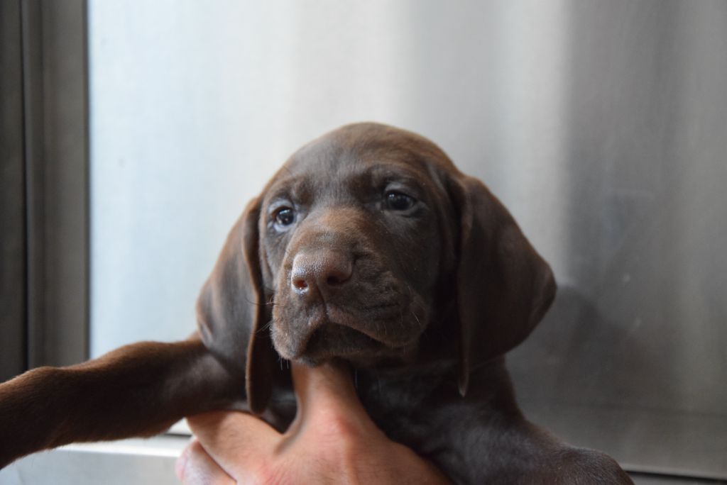 du Bois Feuraz - Chiots disponibles - Braque allemand à poil court